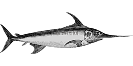 魚,海洋,海