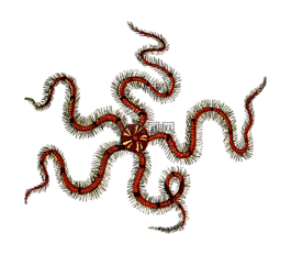魚,海洋,動(dòng)物