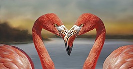 火烈鳥,鳥,野生動物