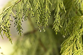 滴,性質(zhì),科