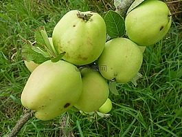 蘋果,綠色,水果