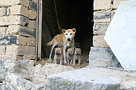 狗,小狗,家庭