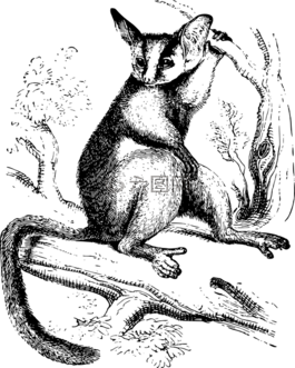 動(dòng)物,布什寶貝,靈長(zhǎng)類動(dòng)物