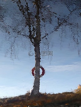 鏡像,水,樺木