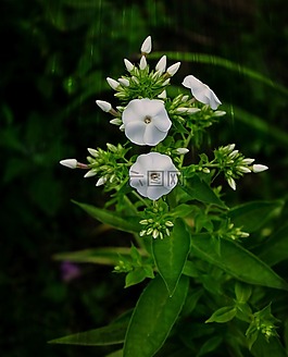 別墅,夏季,鮮花