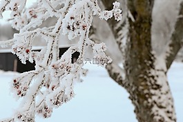 樹,冬天,霜