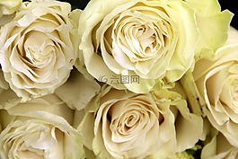 白,玫瑰,花束