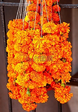 鲜花,橙,橙色的花朵