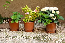 花盆,廠,花