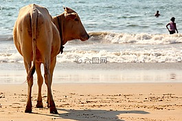 牛,海灘,果阿