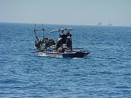 菲舍爾,海,魚