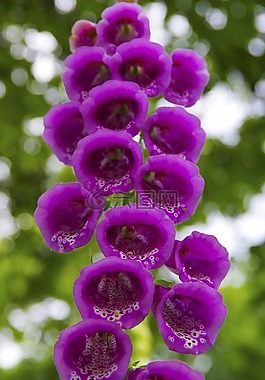 mockshood,花,春