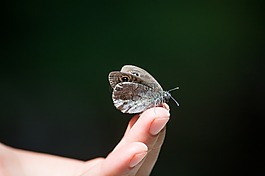 狐狸墙,lasiommata megera,蝴蝶