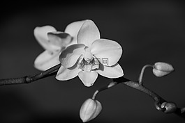 蘭花,開花,花