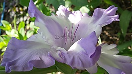 唐菖蒲,橙色,明亮