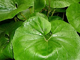 植物,滴,綠色