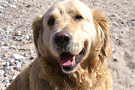 金毛獵犬,狗,拉布拉多