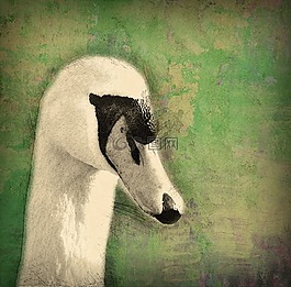 天鵝,動物,鳥