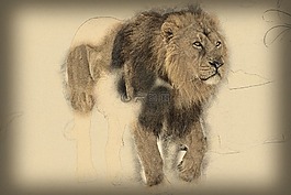 獅子,動(dòng)物,男性