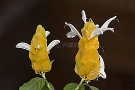 花卉,黃色,植物
