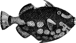美國(guó),動(dòng)物,魚(yú)