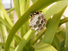 蜜蜂,巢,昆蟲