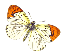 動(dòng)物,蝴蝶,昆蟲