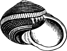 動(dòng)物,海灘,海洋