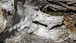 木,风化,老