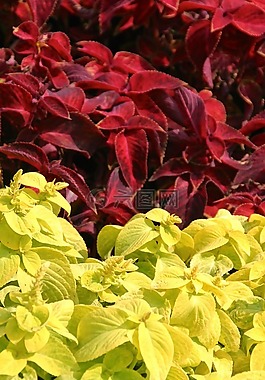 開花,花,性質(zhì)