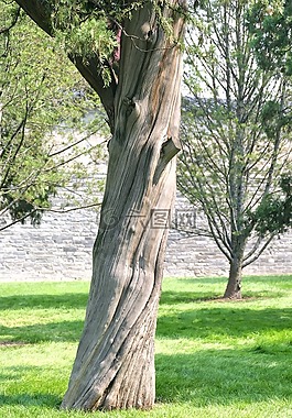 樹,分支機(jī)構(gòu),審美