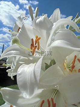 美麗,百合花,自然