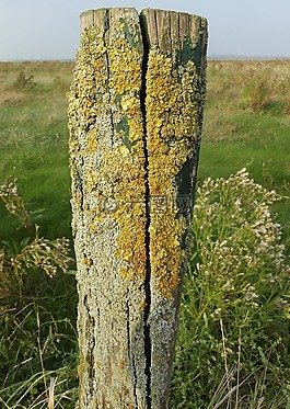 編織,木,grenzpfahl