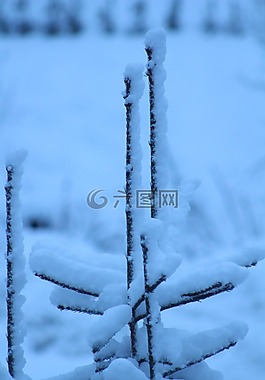 雪,樹,冬天