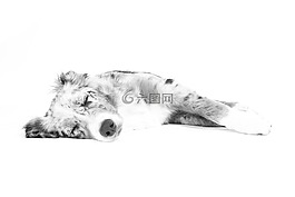 狗,躺在,睡眠