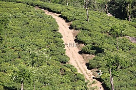 t恤,種植園,茶園