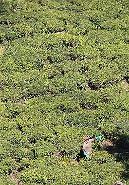 t恤,種植園,茶園