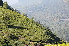 t恤,種植園,茶園