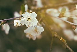 花,樱桃,春