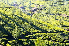 t恤,種植園,茶園