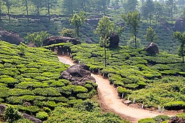 t恤,種植園,茶園