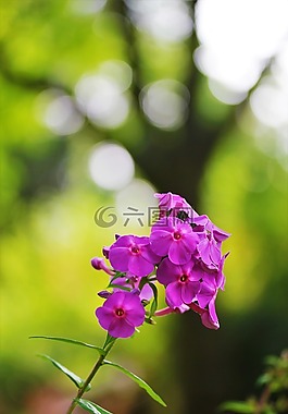 花,花園,開花