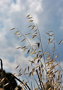 燕麥,農(nóng)業(yè),谷物