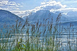 蘆葦,水,湖