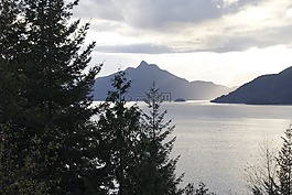 湖,松,樹