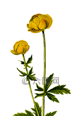 植物區(qū)系,花,全球
