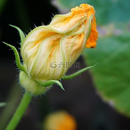南瓜,開花,黃色