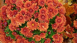 花,阿斯特,开花