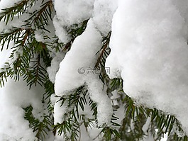冬天,雪,寒冬
