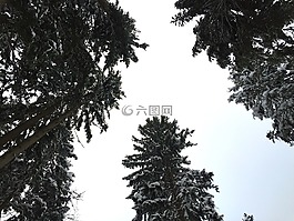 冬天,雪,寒冬